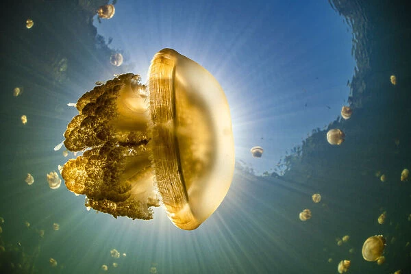 Stingless golden jellyfish (Mastigias sp.), backlit by the sun