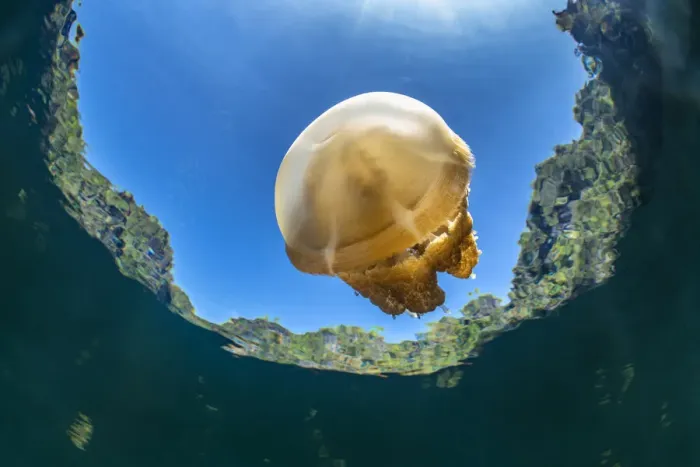 Framed Print : Stingless golden jellyfish (Mastigias sp. ) in a landlocked marine lake in the middle of Framed Print : Stingless golden jellyfish (Mastigias sp. ) in a landlocked marine lake in the middle of