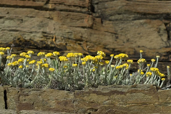 Stinking everlasting (Helichrysum stoechas) flowering on rock ledge, Alentejo, Natural