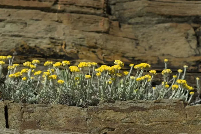 Framed Print : Stinking everlasting (Helichrysum stoechas) flowering on rock ledge, Alentejo, Natural Framed Print : Stinking everlasting (Helichrysum stoechas) flowering on rock ledge, Alentejo, Natural
