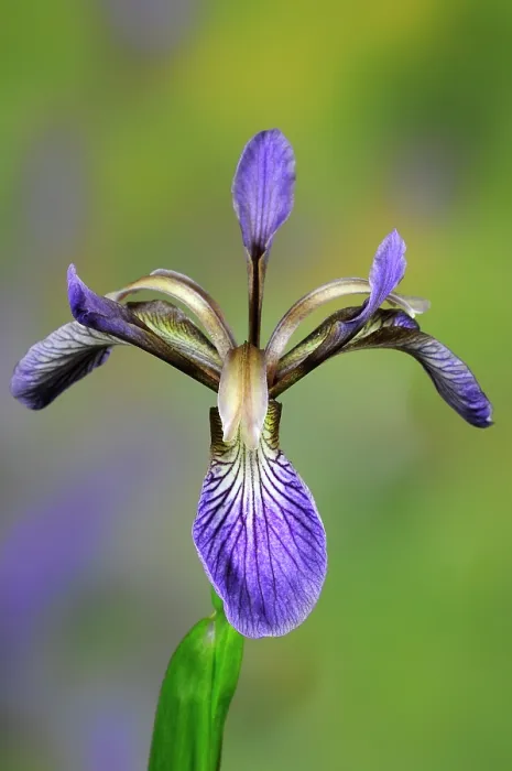 Framed Print : Stinking iris (Iris foetidissima) flower, Dorset, UK June. Studio shot Framed Print : Stinking iris (Iris foetidissima) flower, Dorset, UK June. Studio shot