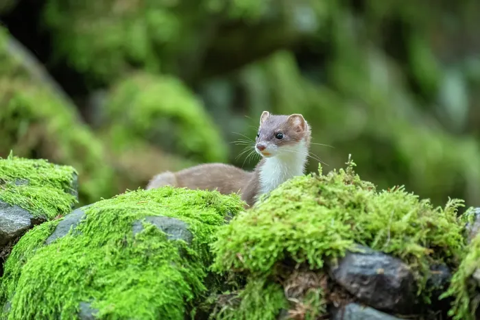 Framed Print : Stoat (Mustela erminea) female, climbing over moss-covered dry stone wall, near Hawes, North Yorkshire, England, UK. December Framed Print : Stoat (Mustela erminea) female, climbing over moss-covered dry stone wall, near Hawes, North Yorkshire, England, UK. December
