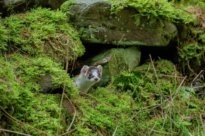 Framed Print : Stoat (Mustela erminea) female, peering out from moss-covered dry stone wall, near Hawes, North Yorkshire, England, UK. December Framed Print : Stoat (Mustela erminea) female, peering out from moss-covered dry stone wall, near Hawes, North Yorkshire, England, UK. December