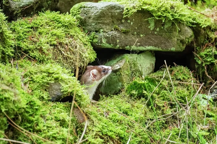 Framed Print : Stoat (Mustela erminea) female, peering out from moss-covered dry stone wall, near Hawes, North Yorkshire, England, UK. December Framed Print : Stoat (Mustela erminea) female, peering out from moss-covered dry stone wall, near Hawes, North Yorkshire, England, UK. December
