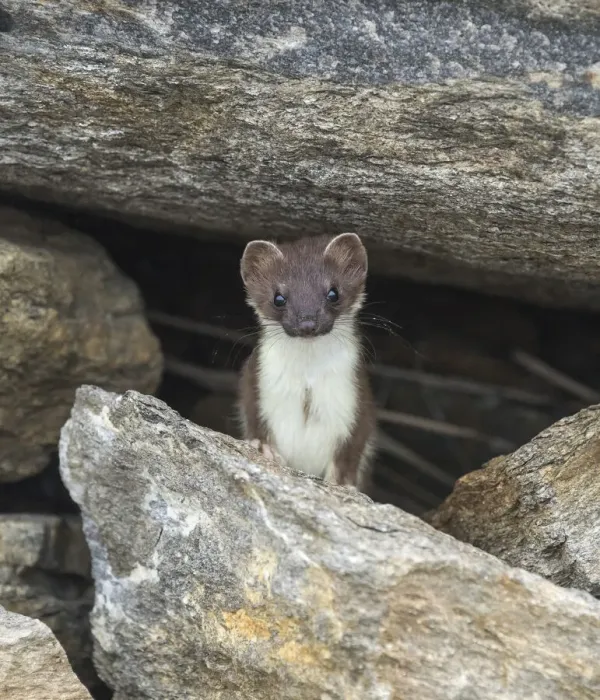 Framed Print : Stoat (Mustela erminea) amongst rocks. Skibotn, Troms and Finnmark, Norway. August Framed Print : Stoat (Mustela erminea) amongst rocks. Skibotn, Troms and Finnmark, Norway. August