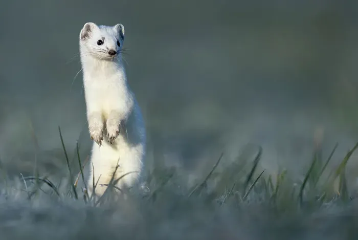 Framed Print : Stoat (Mustela erminea) in winter coat, standing alert in grassland, Lucerne, Switzerland. March Framed Print : Stoat (Mustela erminea) in winter coat, standing alert in grassland, Lucerne, Switzerland. March
