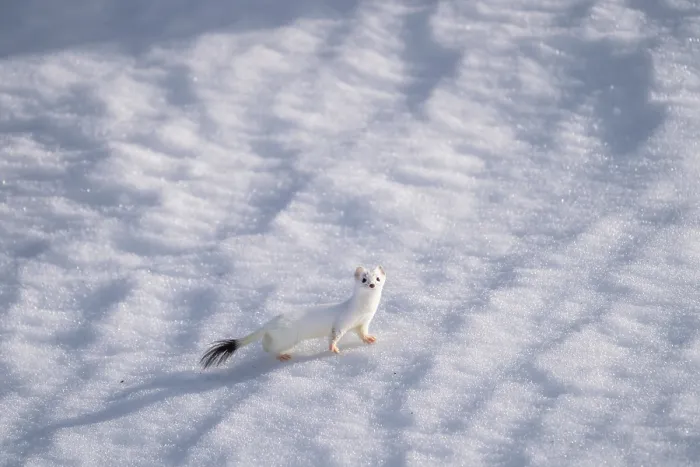 Framed Print : Stoat (Mustela erminea) in winter coat, walking over snow, Lofoten, Norway. April Framed Print : Stoat (Mustela erminea) in winter coat, walking over snow, Lofoten, Norway. April
