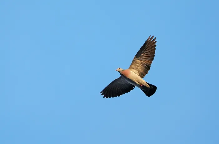 Framed Print : Stock dove (Columba oenas) in flight against blue sky, Denmark. February Framed Print : Stock dove (Columba oenas) in flight against blue sky, Denmark. February