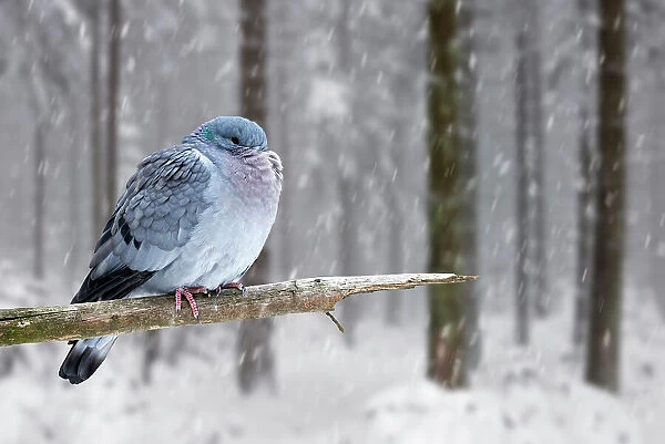 Stock dove (Columba oenas) with fluffed up feathers and head tucked under feathers perched in tree during snow shower in winter, Europe. February