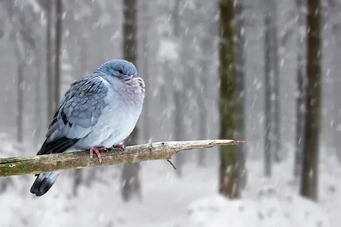 Framed Print : Stock dove (Columba oenas) with fluffed up feathers and head tucked under feathers perched in tree during snow shower in winter, Europe. February Framed Print : Stock dove (Columba oenas) with fluffed up feathers and head tucked under feathers perched in tree during snow shower in winter, Europe. February