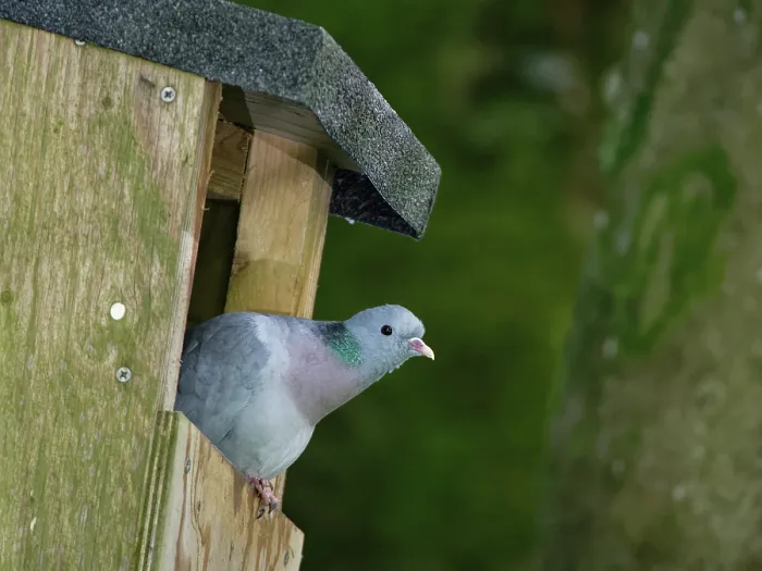 Framed Print : Stock dove (Columba oenas) peering from the entrance of a large nest box it is breeding in, Wiltshire garden, England, UK. June Framed Print : Stock dove (Columba oenas) peering from the entrance of a large nest box it is breeding in, Wiltshire garden, England, UK. June