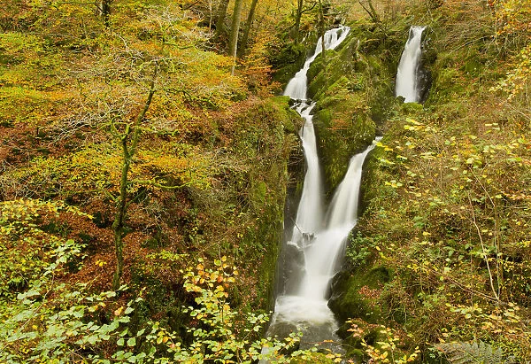 Stock Ghyll waterfall in autumn, Lake District NP, Cumbria, England, UK, November