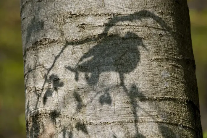 Framed Print : Stockdove (Columba oenas) shadow on the trunk of beech tree. Black Forest, Germany, April Framed Print : Stockdove (Columba oenas) shadow on the trunk of beech tree. Black Forest, Germany, April