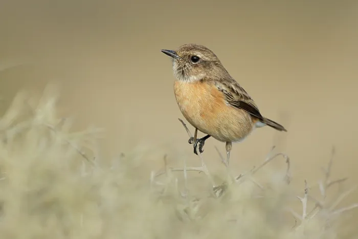 Framed Print : Stonechat (Saxicola rubicola) female, perched on dry vegetation, Tarifa, Cadiz, Spain. September Framed Print : Stonechat (Saxicola rubicola) female, perched on dry vegetation, Tarifa, Cadiz, Spain. September