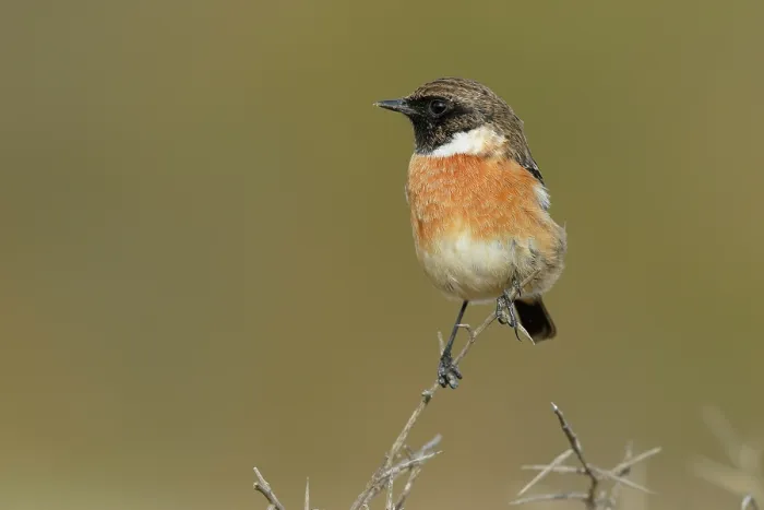 Framed Print : Stonechat (Saxicola rubicola) male, perched on dry vegetation, Tarifa, Cadiz, Spain. September Framed Print : Stonechat (Saxicola rubicola) male, perched on dry vegetation, Tarifa, Cadiz, Spain. September