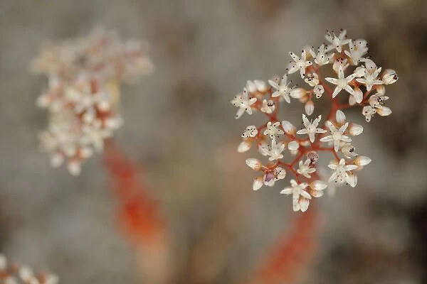 Stonecrop (Sedum sp. ) Sierra de Grazalema Natural Park, southern Spain, June