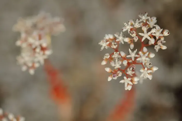 Framed Print : Stonecrop (Sedum sp. ) Sierra de Grazalema Natural Park, southern Spain, June
