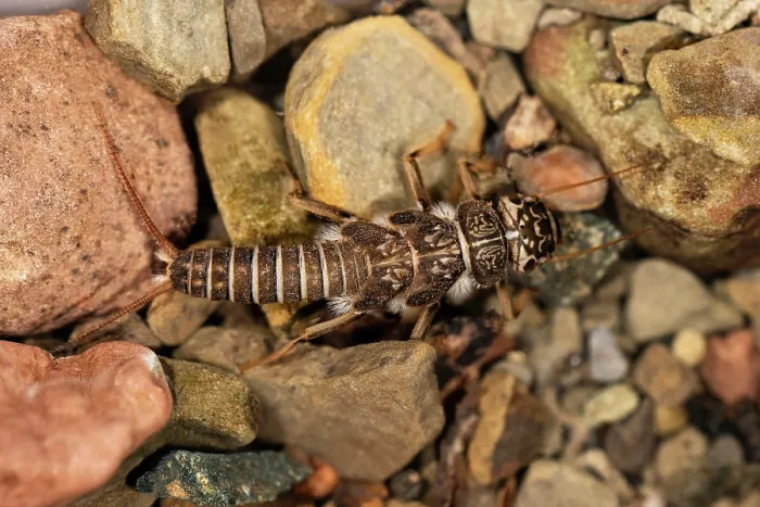 Framed Print : Stonefly (Dinocras cephalotes) on stony bed of tributary of the Olchon Brook, Golden Valley, Herefordshire, England, UK. May. Controlled conditions. Focus stacked Framed Print : Stonefly (Dinocras cephalotes) on stony bed of tributary of the Olchon Brook, Golden Valley, Herefordshire, England, UK. May. Controlled conditions. Focus stacked