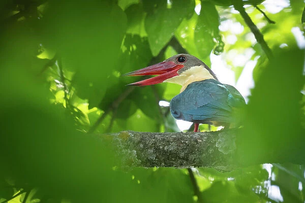 Stork-billed kingfisher (Pelargopsis capensis) perched on branch with beak open, Bardia National Park, Terai, Nepal