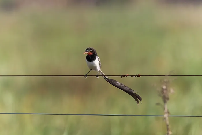 Framed Print : Strange-tailed tyrant (Alectrurus risora) male, perched on wire fence, Ibera Wetlands Provincial Nature Reserve, Corrientes, Argentina