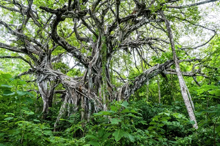 Framed Print : Strangler fig (Ficus aurea), Costa Rica Framed Print : Strangler fig (Ficus aurea), Costa Rica