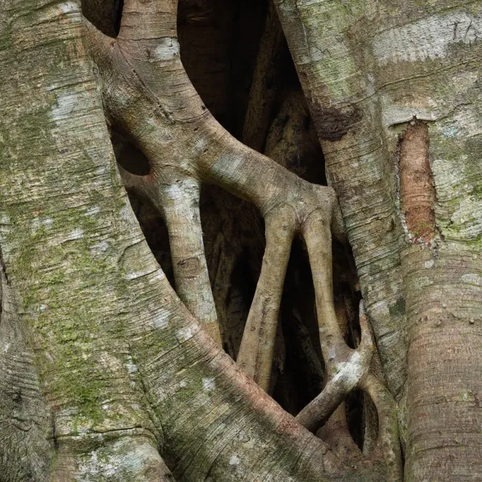 Framed Print : Strangler fig (Ficus sp) stems growing and merging into each other, Green Mountains