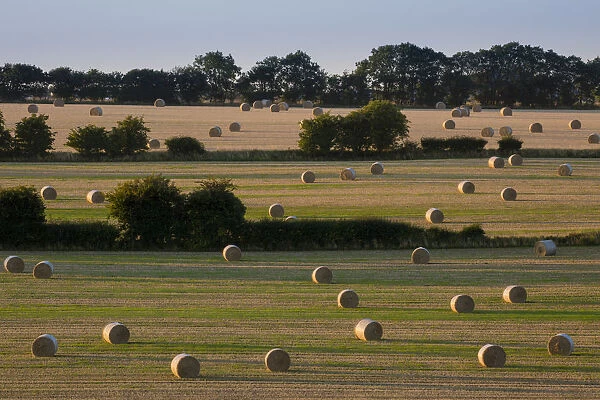 Straw bales after harvest in late summer Cotswold landscape, Hawkesbury Upton, Gloucestershire