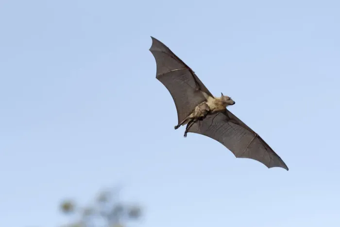 Framed Print : Straw-coloured fruit bat (Eidolon helvum), female flying carrying pup on front. Lamin, Gambia Framed Print : Straw-coloured fruit bat (Eidolon helvum), female flying carrying pup on front. Lamin, Gambia