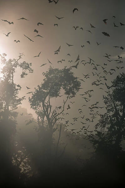 Straw-coloured fruit bats (Eidolon helvum) returning to daytime roost at sunrise