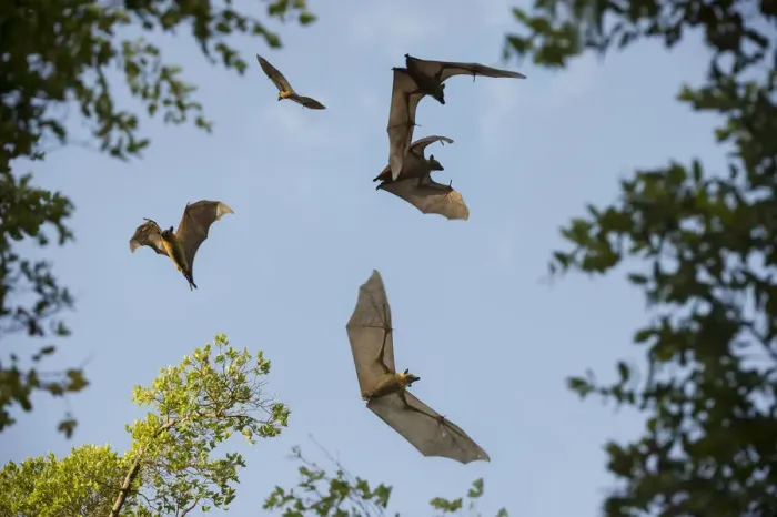 Framed Print : Straw-coloured fruit bats (Eidolon helvum) in flight at daytime roost in Mushitu Framed Print : Straw-coloured fruit bats (Eidolon helvum) in flight at daytime roost in Mushitu