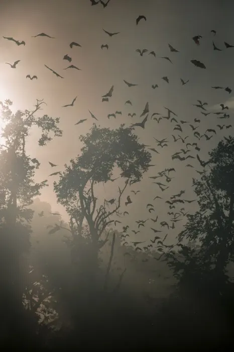 Framed Print : Straw-coloured fruit bats (Eidolon helvum) returning to daytime roost at sunrise Framed Print : Straw-coloured fruit bats (Eidolon helvum) returning to daytime roost at sunrise