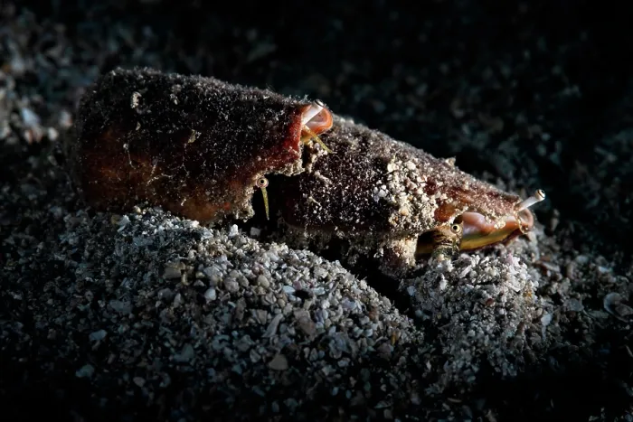 Framed Print : Strawberry conch shells (Conomurex luhuanus) pair, mating, male at the rear, female is depositing a long, tubular egg mass, which is adhesive and partially buried in the sand Framed Print : Strawberry conch shells (Conomurex luhuanus) pair, mating, male at the rear, female is depositing a long, tubular egg mass, which is adhesive and partially buried in the sand