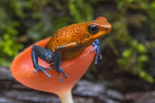 Strawberry poison dart frog (Oophaga  /  Dendrobates pumilio) in cup fungus, La Selva Field Station