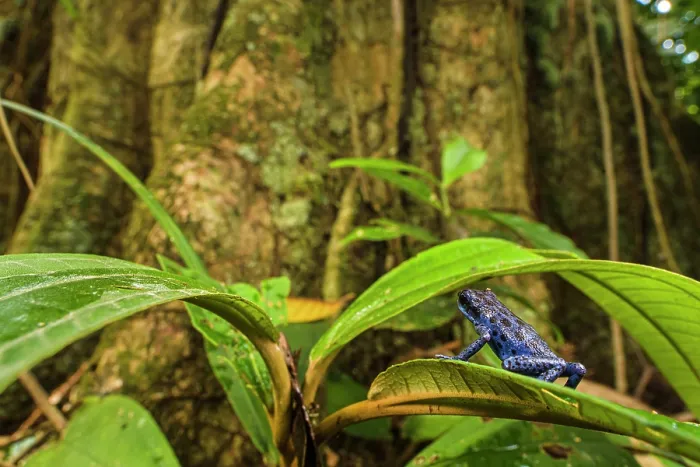 Framed Print : Strawberry poison-dart frog (Oophaga pumilio) sitting on leaf and looking at tree trunk, Colubre, Panama Framed Print : Strawberry poison-dart frog (Oophaga pumilio) sitting on leaf and looking at tree trunk, Colubre, Panama