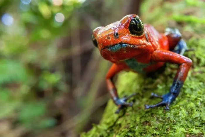 Framed Print : Strawberry poison frog (Oophaga pumilio) resting on moss-covered buttress route, lowland rainforest, Costa Rica Framed Print : Strawberry poison frog (Oophaga pumilio) resting on moss-covered buttress route, lowland rainforest, Costa Rica
