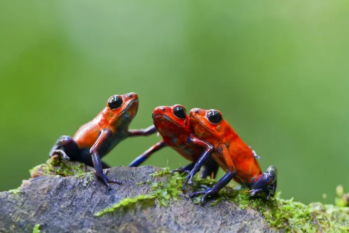 Framed Print : Three Strawberry poison frogs (Oophaga pumilio) on rock, Sarapiqui, Heredia, Costa Rica Framed Print : Three Strawberry poison frogs (Oophaga pumilio) on rock, Sarapiqui, Heredia, Costa Rica
