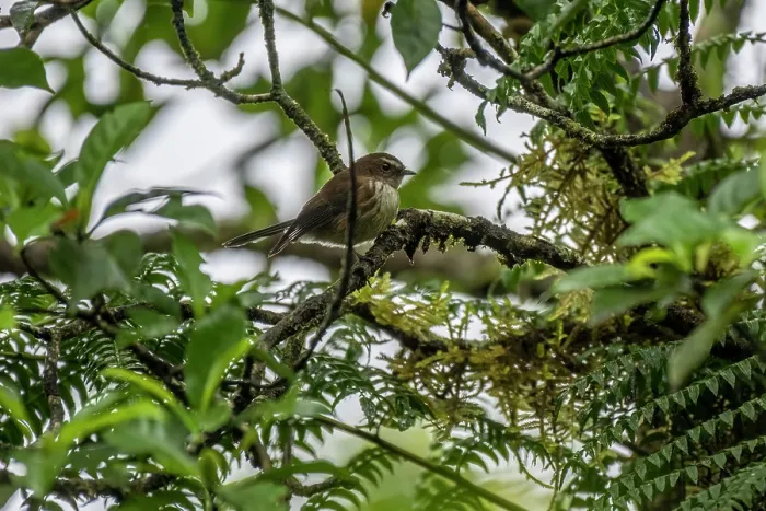 Framed Print : Streaked fantail (Rhipidura verreauxi) perched on branch in rainforest, near Des Voeux Peak, Taveuni, Fiji Framed Print : Streaked fantail (Rhipidura verreauxi) perched on branch in rainforest, near Des Voeux Peak, Taveuni, Fiji