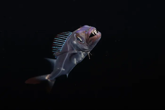 Framed Print : Streaked Spanish mackerel (Promethichthys prometheus) at night, portrait, one mile off the island of Yap, Federated States of Micronesia, Pacific Ocean Framed Print : Streaked Spanish mackerel (Promethichthys prometheus) at night, portrait, one mile off the island of Yap, Federated States of Micronesia, Pacific Ocean