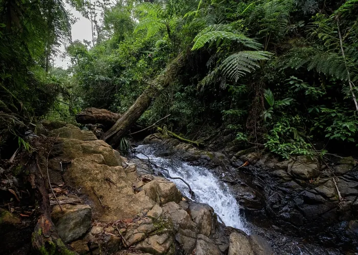 Framed Print : Stream flowing over rocks amongst dense cloud forest vegetation, Ranchitos del Quetzal Natural Reserve, Baja Verapaz, Guatemala. August, 2023 Framed Print : Stream flowing over rocks amongst dense cloud forest vegetation, Ranchitos del Quetzal Natural Reserve, Baja Verapaz, Guatemala. August, 2023