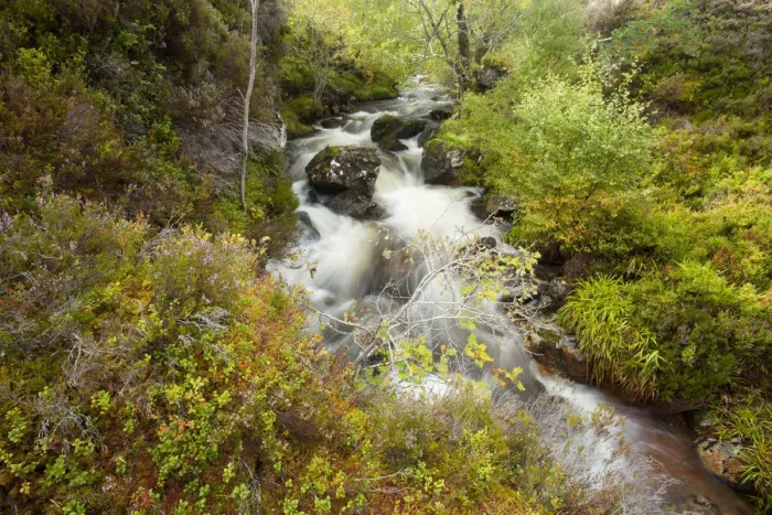 Framed Print : Stream running through wooded gorge. Abernethy NNR, Cairngorms National Park, Scotland