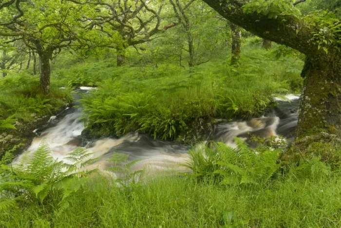 Framed Print : Stream in spate in native oak woodland in summer, Clonaig, Kintyre, Argyll, Scotland, UK, July 2015 Framed Print : Stream in spate in native oak woodland in summer, Clonaig, Kintyre, Argyll, Scotland, UK, July 2015