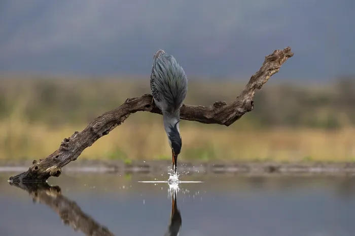 Framed Print : Striated heron (Butorides striata) perched on branch over water fishing, Zimanga game reserve, KwaZulu-Natal, South Africa Framed Print : Striated heron (Butorides striata) perched on branch over water fishing, Zimanga game reserve, KwaZulu-Natal, South Africa