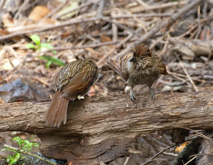 Framed Print : Two Striated laughingthrushes (Grammatoptila striata) perched on dead branch, Sattal, Uttarakhand, India Framed Print : Two Striated laughingthrushes (Grammatoptila striata) perched on dead branch, Sattal, Uttarakhand, India