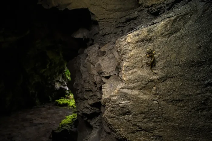Framed Print : Strinati's cave salamander (Speleomantes strinatii) climbing up rock near entrance in cave, Genova, Italy