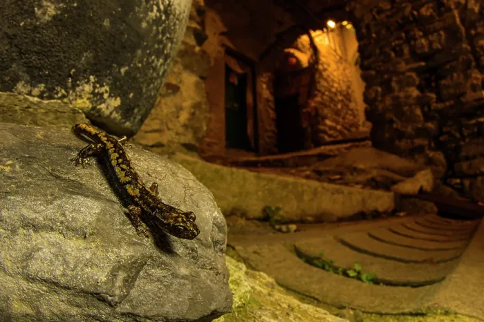 Framed Print : Strinati's cave salamander (Speleomantes strinatii) resting on stone wall at night, in a little old town in western Liguria, Italy. November Framed Print : Strinati's cave salamander (Speleomantes strinatii) resting on stone wall at night, in a little old town in western Liguria, Italy. November
