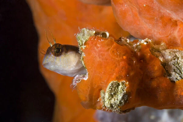 Striped blenny (Parablennius rouxi) looking out of hole in rock covered with encrusting sponge
