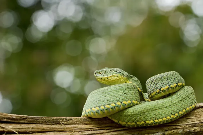 Framed Print : Two striped forest pitviper (Bothriopsis bilineata) curled up on log, Yasuni National Park Framed Print : Two striped forest pitviper (Bothriopsis bilineata) curled up on log, Yasuni National Park