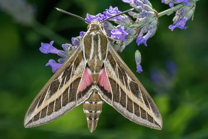 Framed Print : Striped hawkmoth (Hyles livornica) resting on a flower, caught using a MV light trap, Umbria, Italy. July Framed Print : Striped hawkmoth (Hyles livornica) resting on a flower, caught using a MV light trap, Umbria, Italy. July