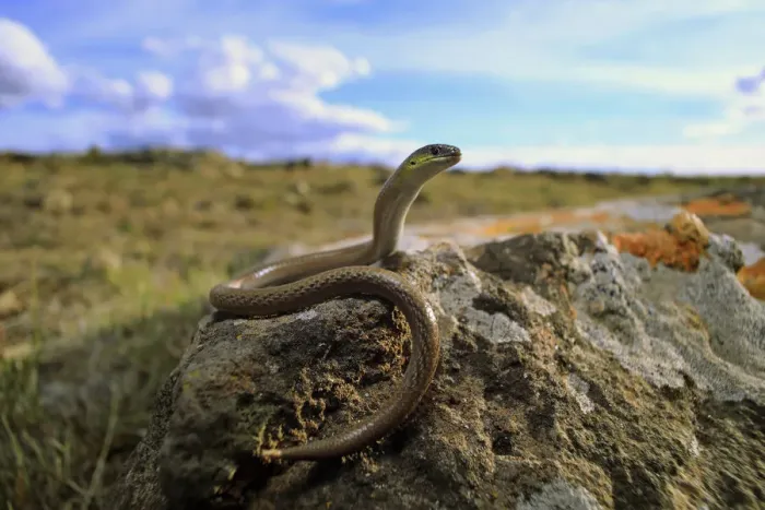 Framed Print : Striped legless lizard (Delma impar) female, in volcanic plain near Reedesdale in central Victoria Framed Print : Striped legless lizard (Delma impar) female, in volcanic plain near Reedesdale in central Victoria