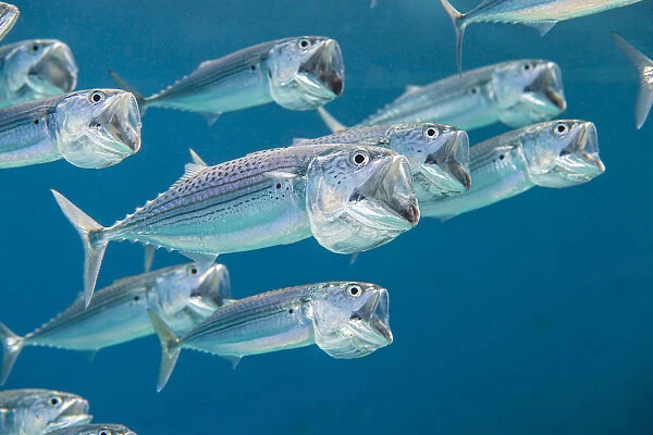 Striped mackerel (Rastrelliger kanagurta) shoal swimming with open mouths, filtering